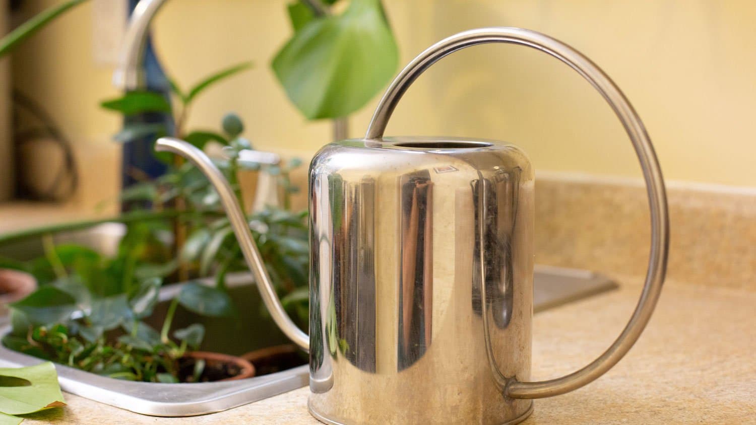 Soaking Your Houseplants