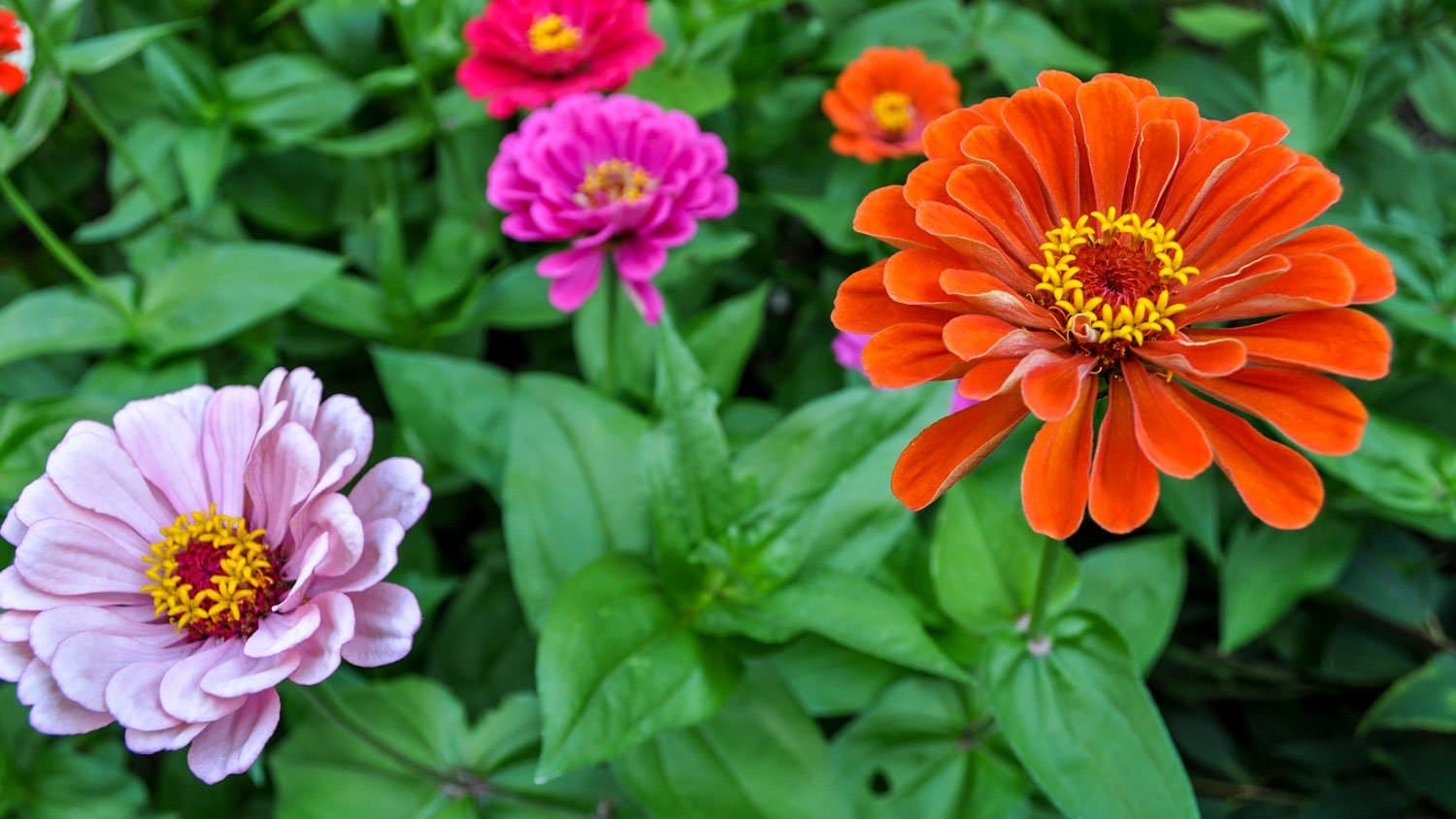 Zinnias