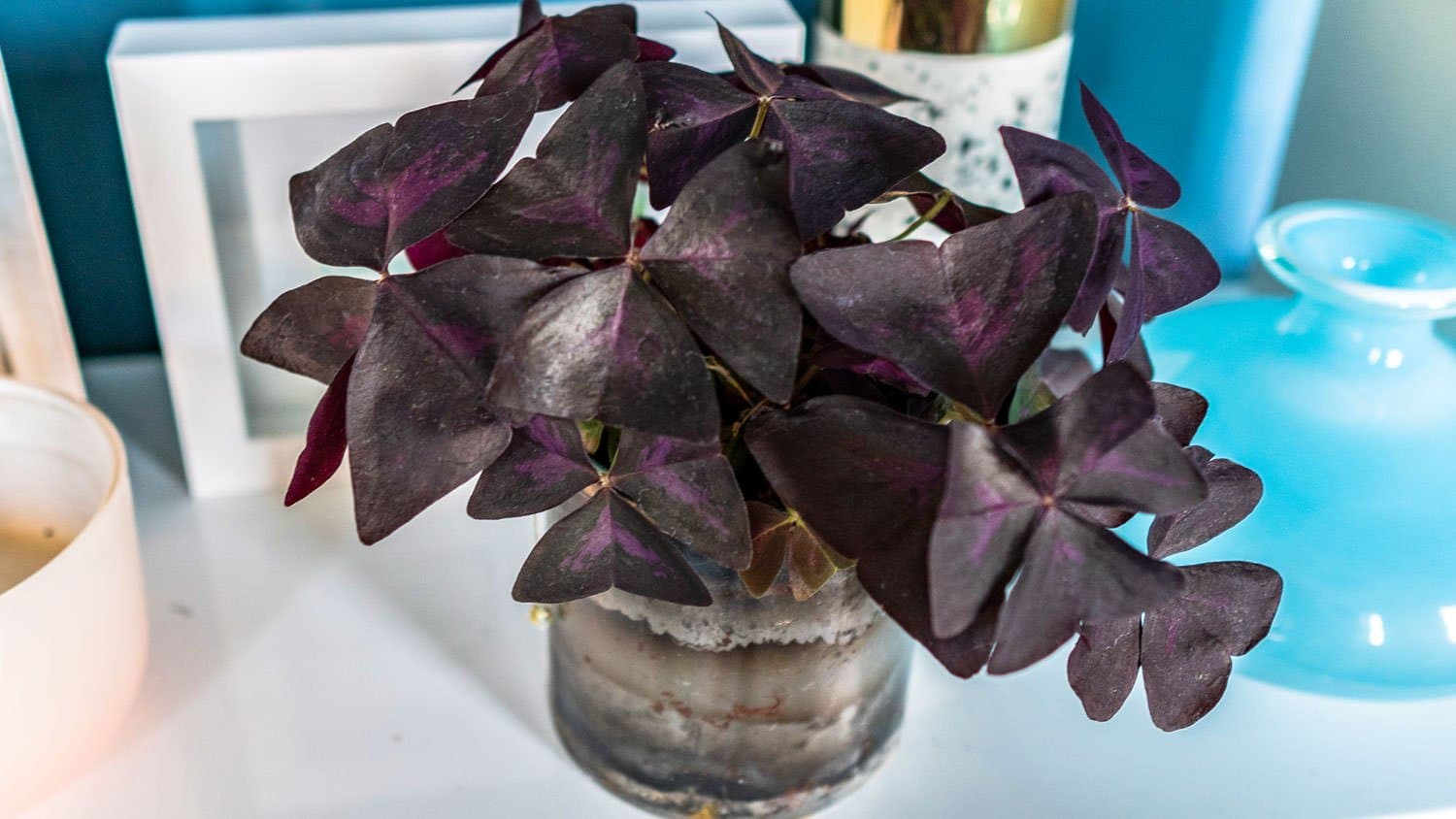 Oxalis triangularis: care guide