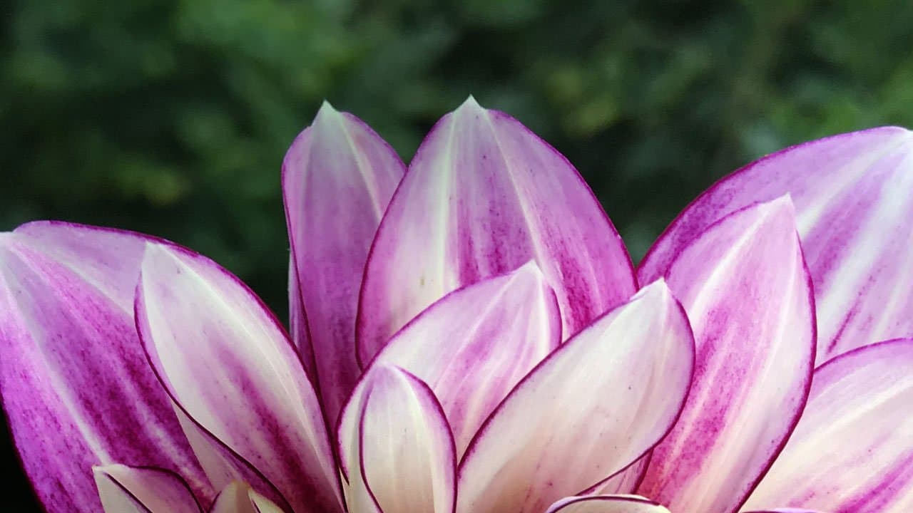 Flower power | ask gardenstead 007