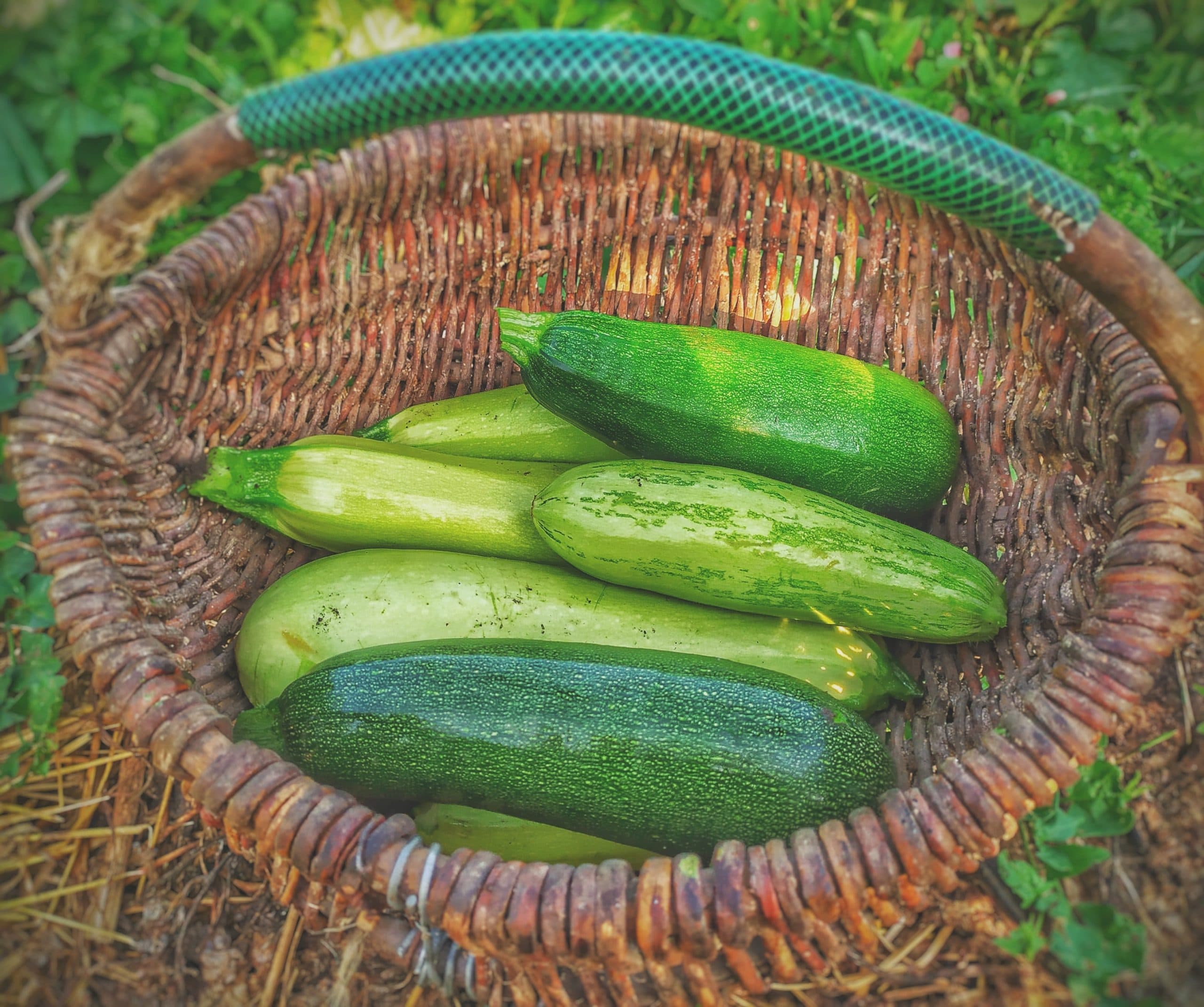 Summer squash growing guide