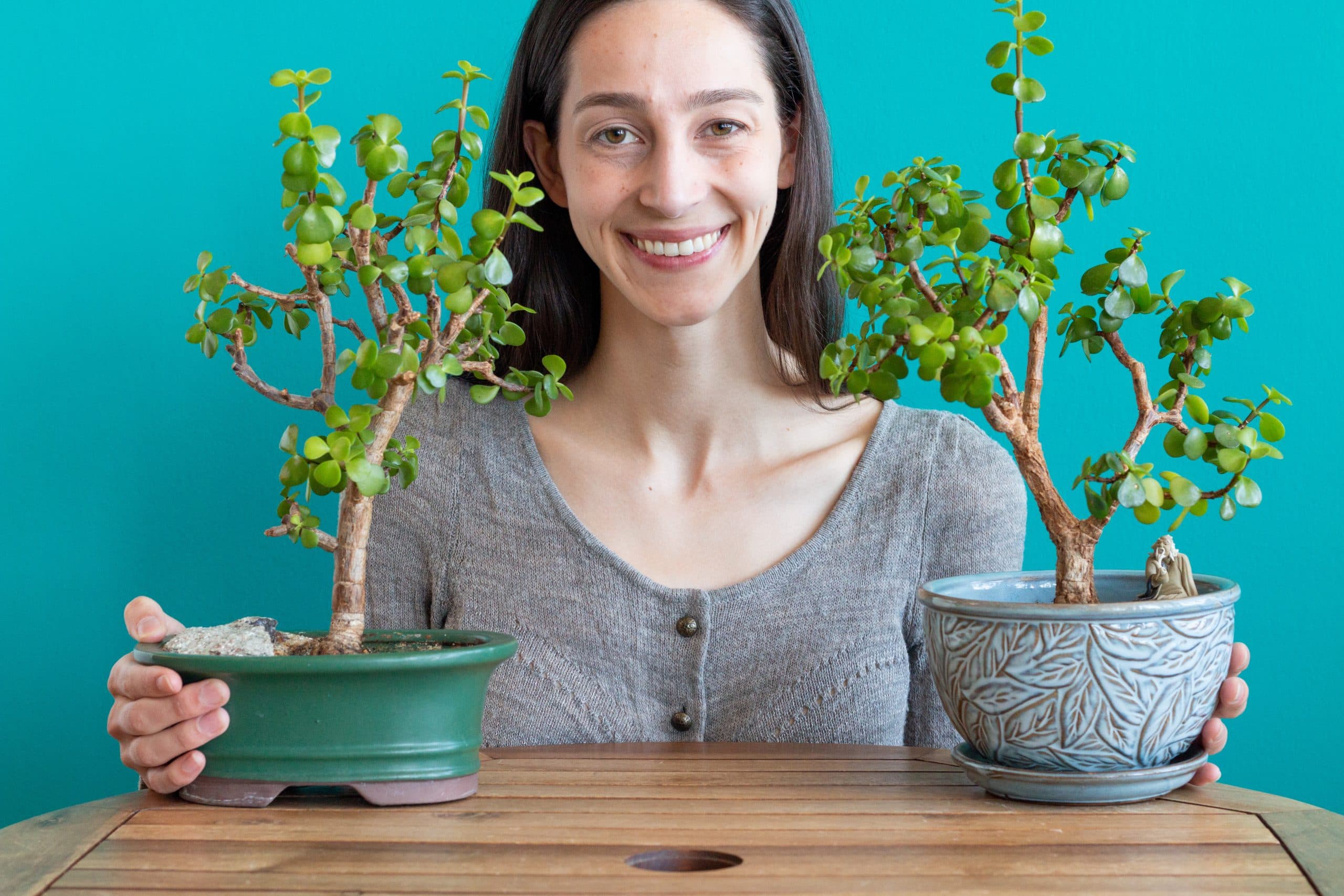 How to grow jade bonsai: from cutting to tree
