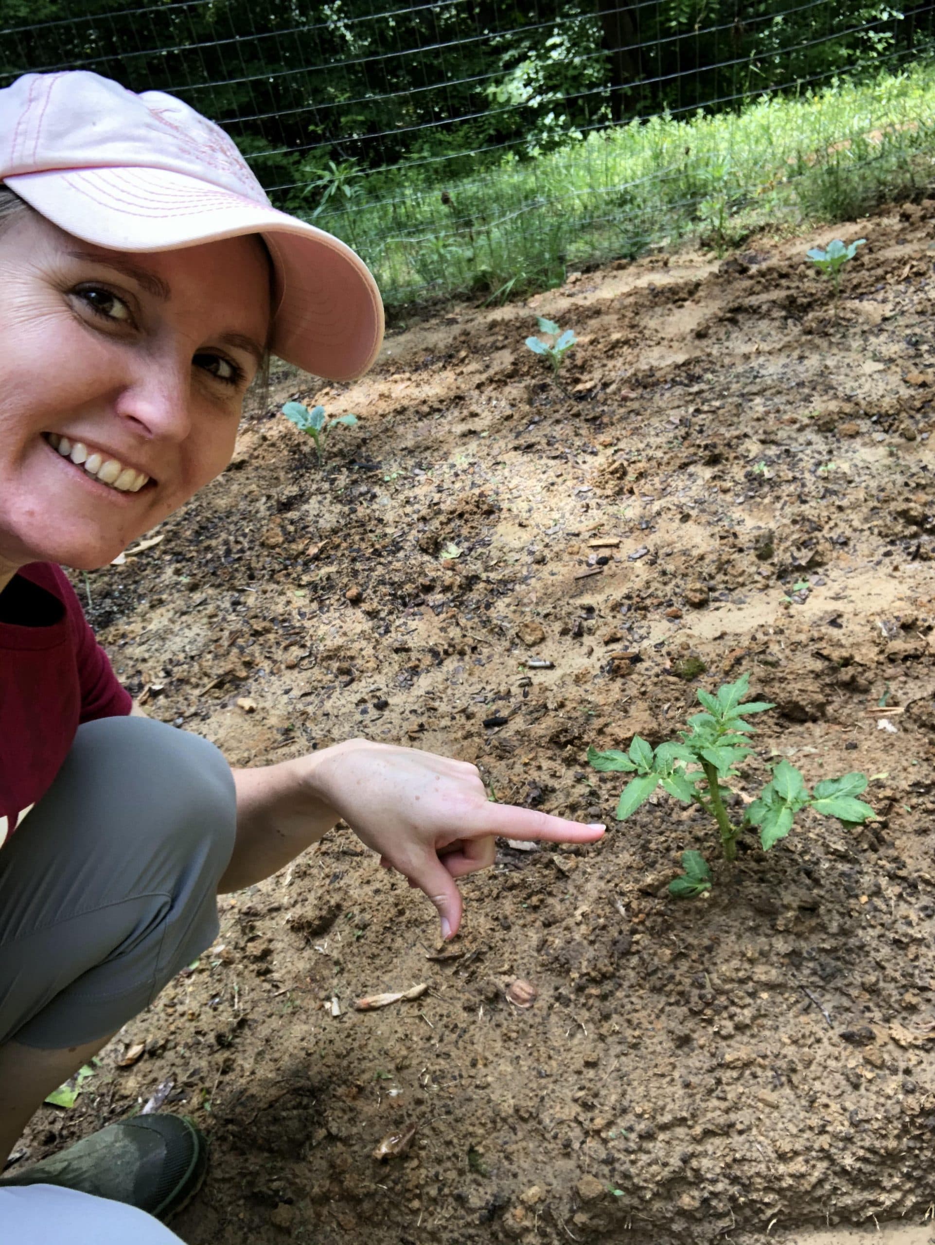How to grow potatoes