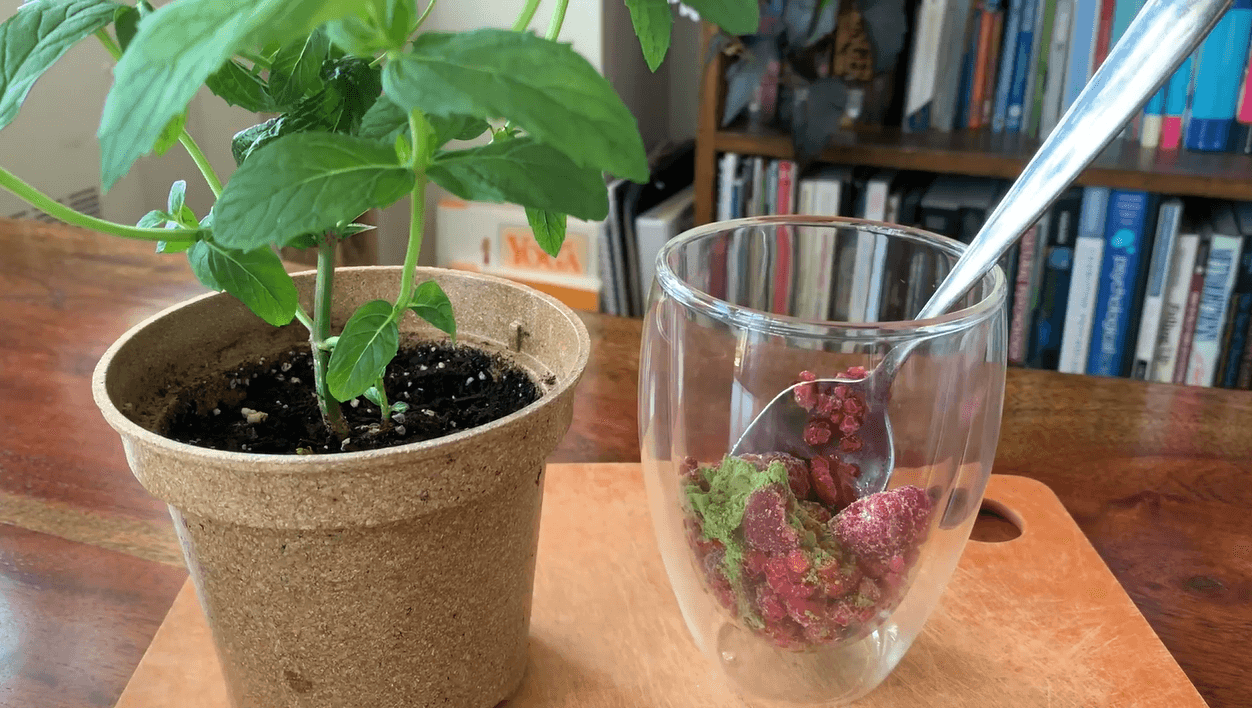 Veronica’s morning mint vitality drink