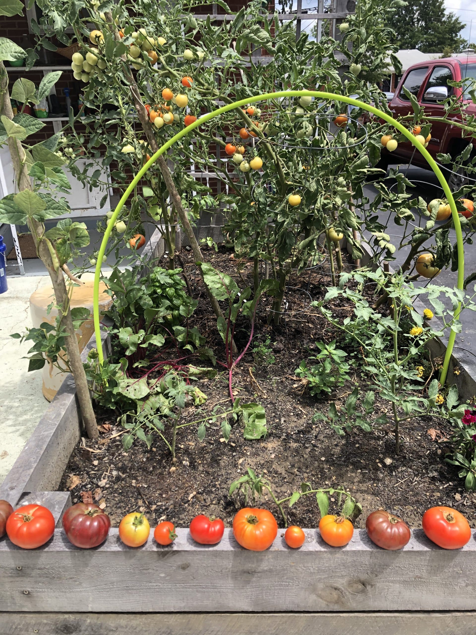 All about tomatoes