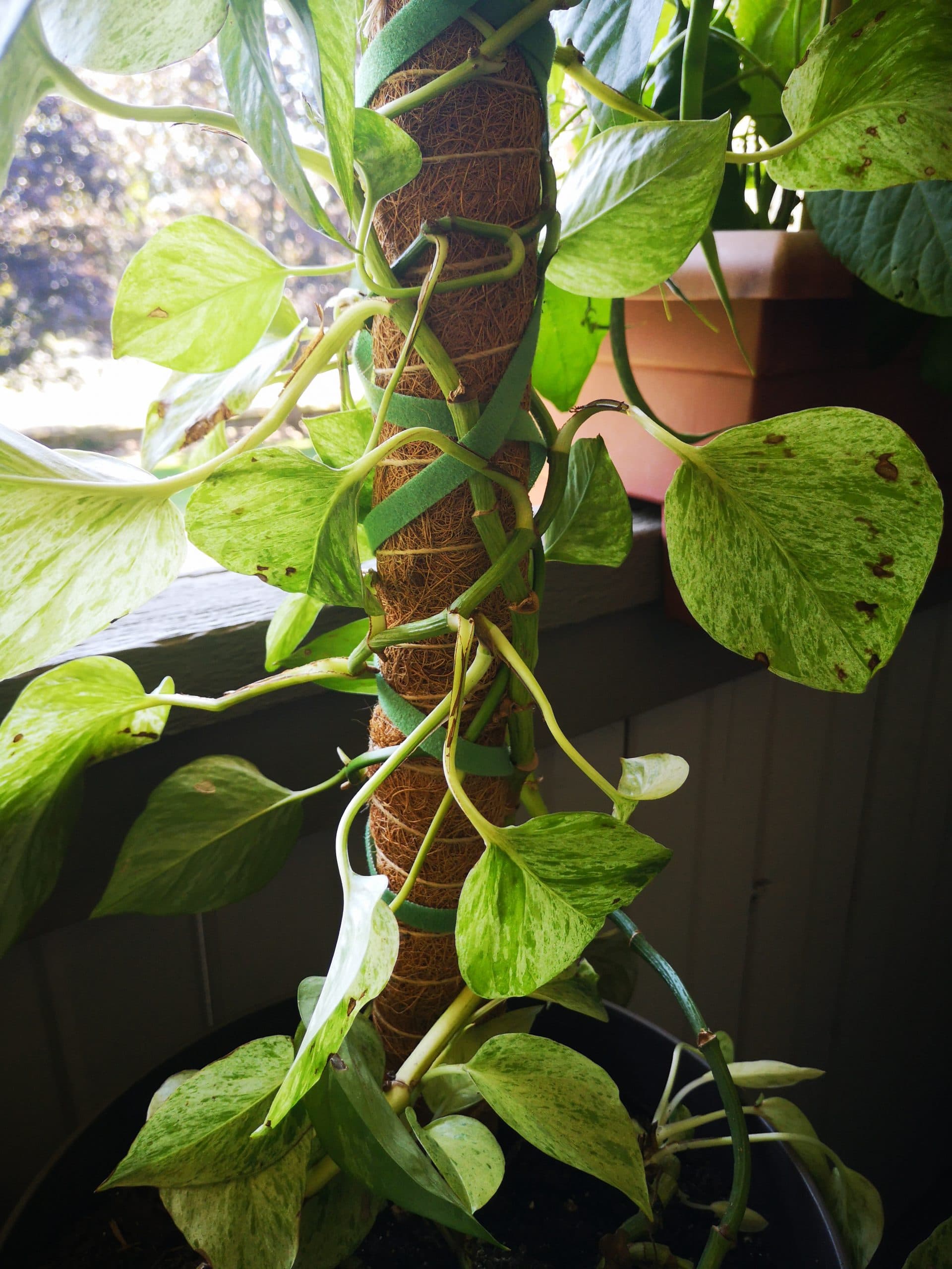 pothos growing on a moss pole