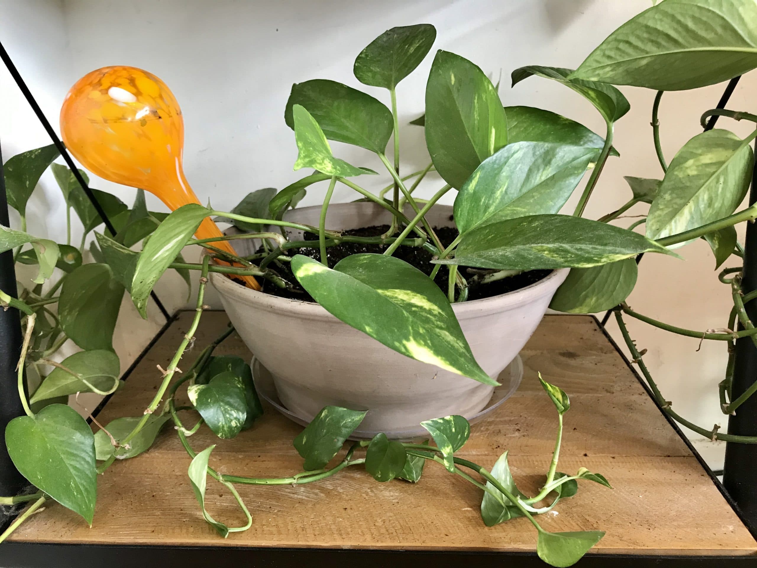 Escapades with watering bulbs