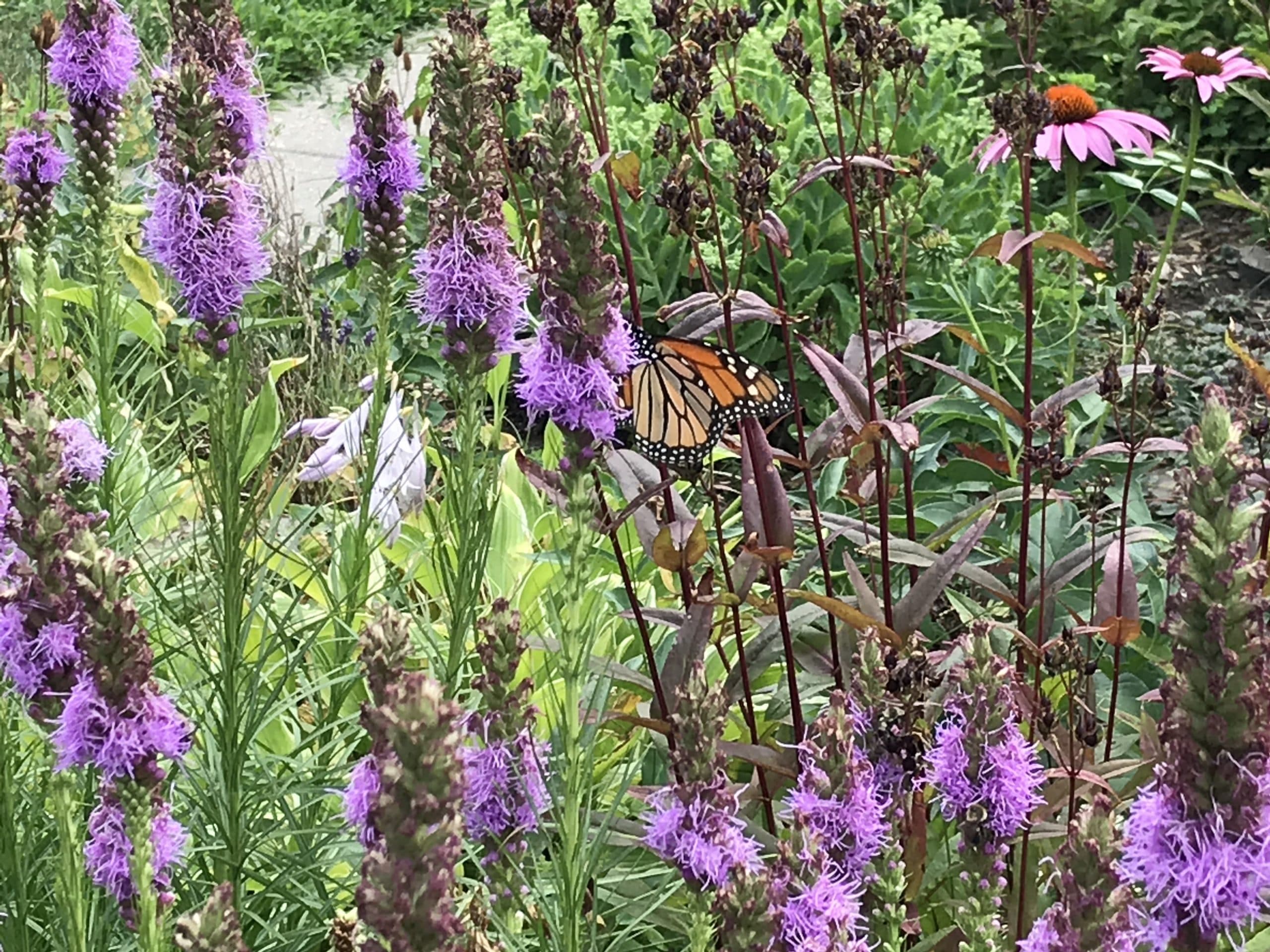 Butterfly on a plant