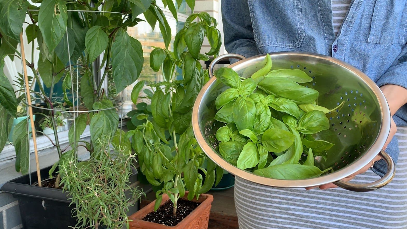 Holding Basil Harvest Bowl