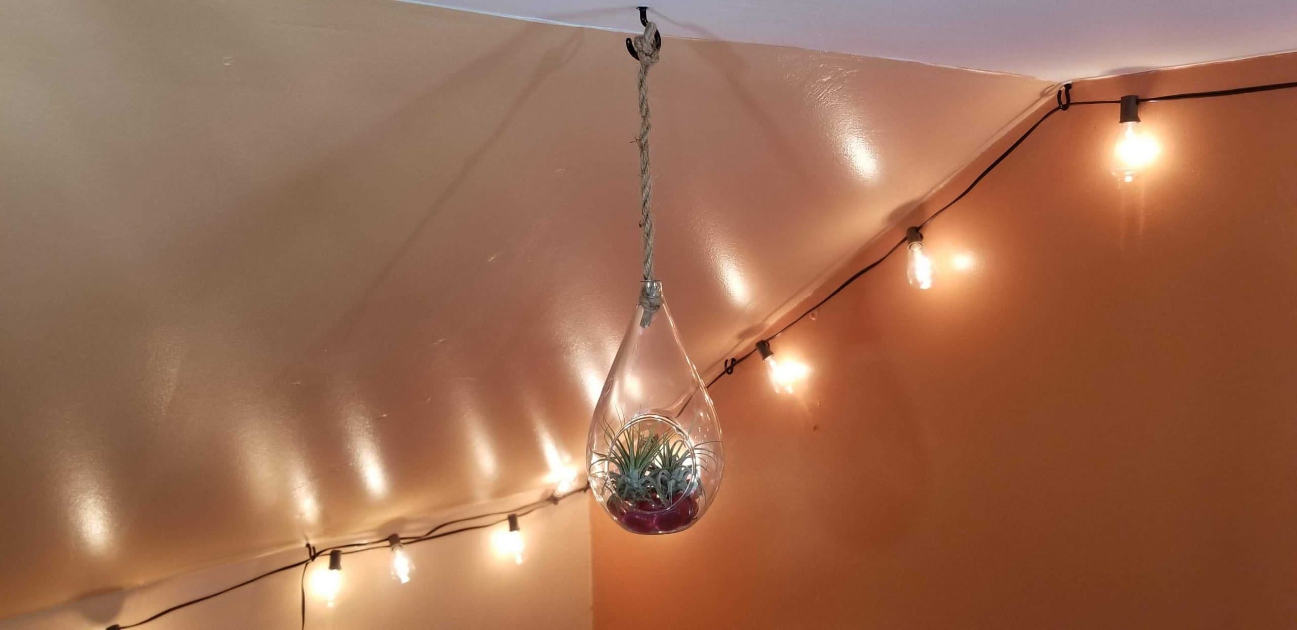 hanging terrarium