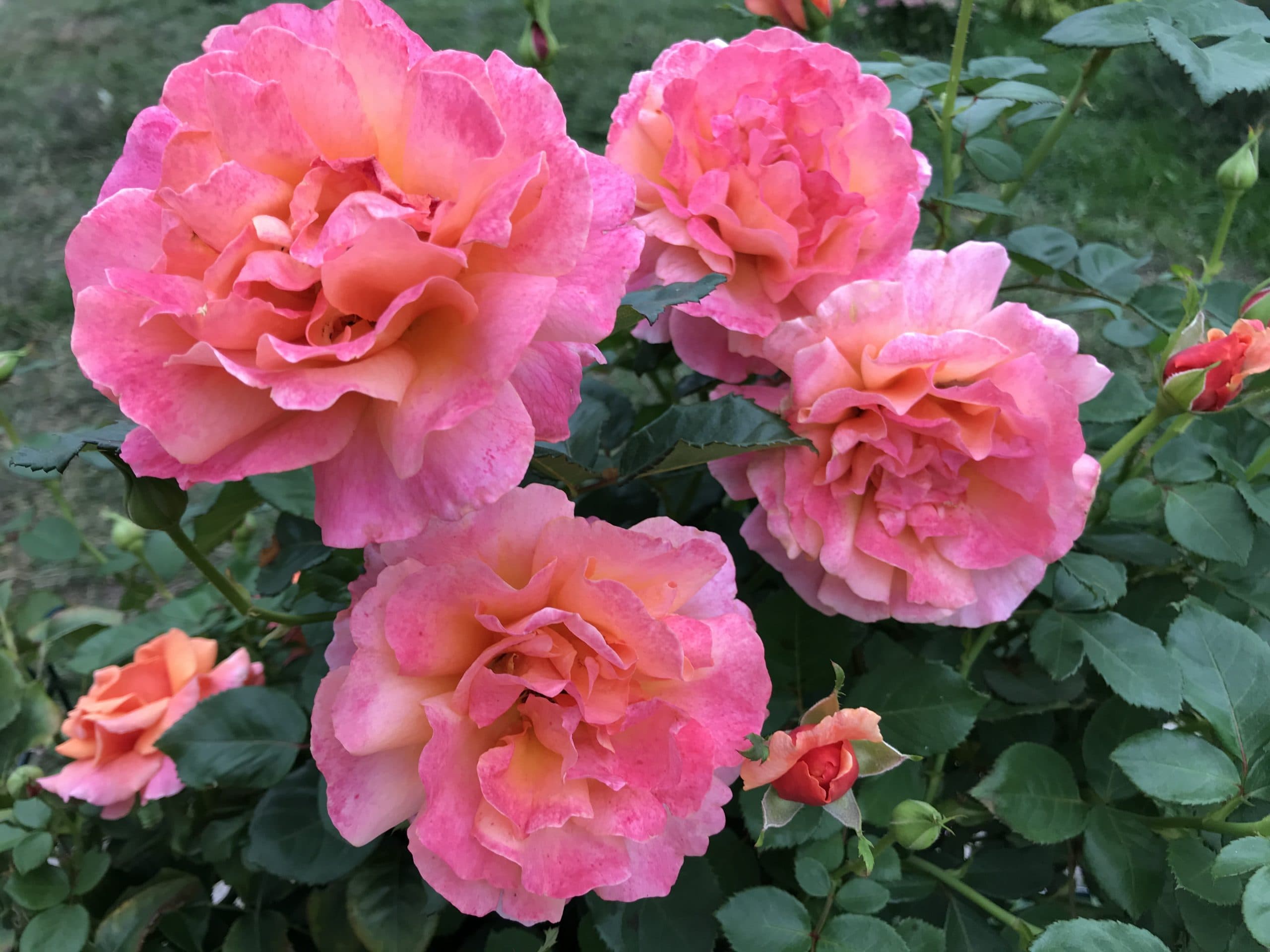 photo 1 - pink roses