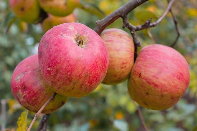 Apples on a Tree