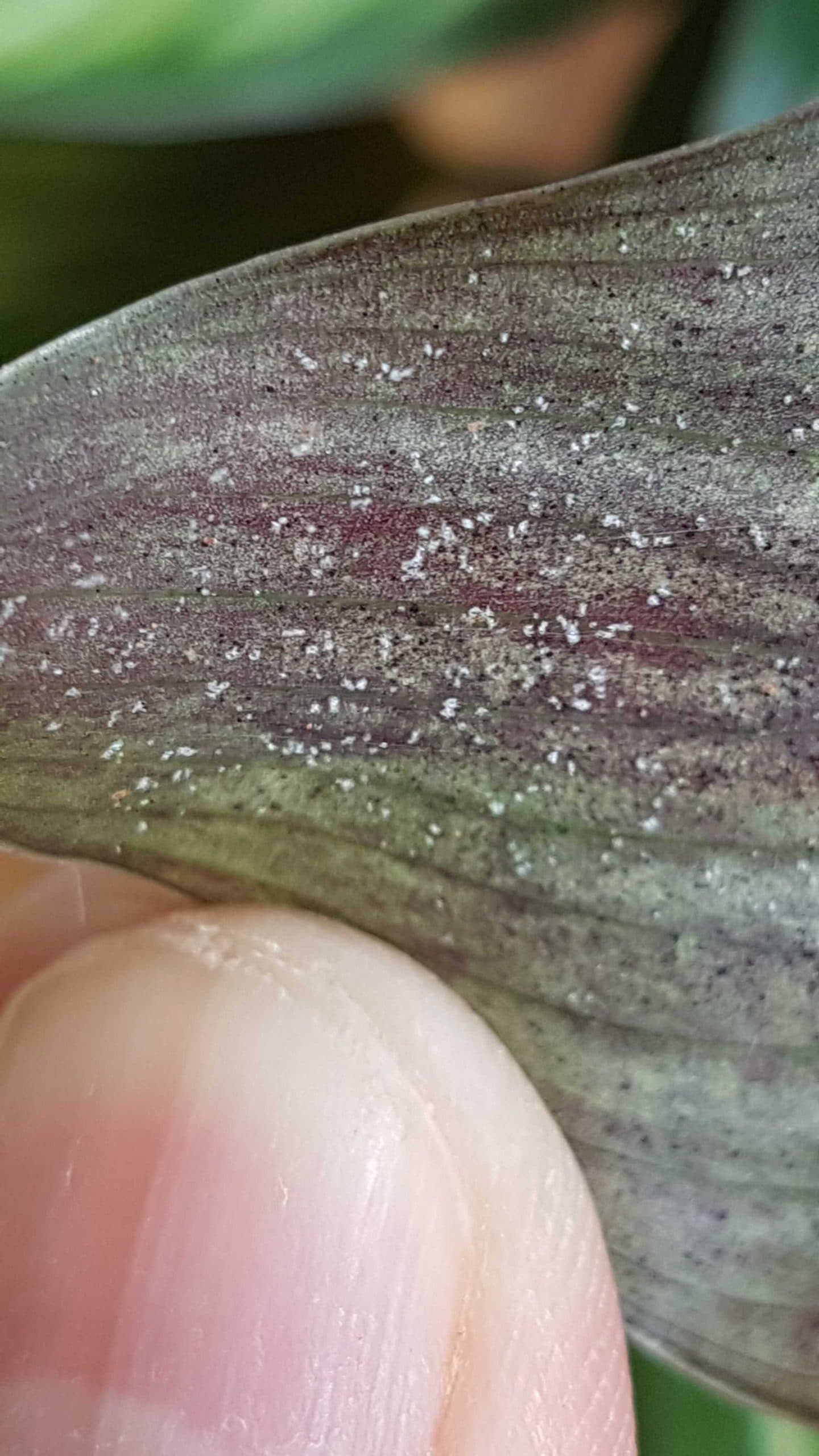 Spidermites on Leaf