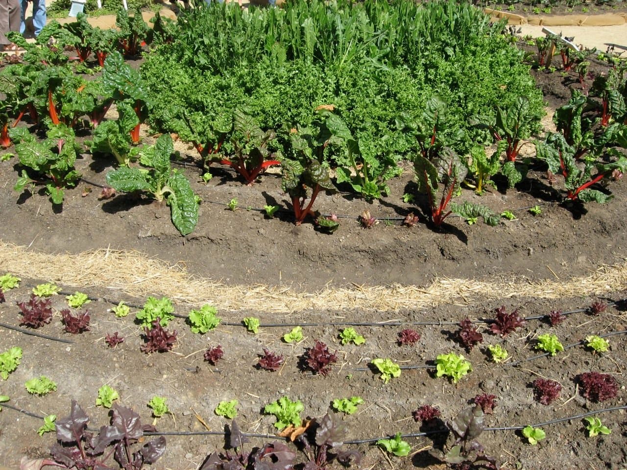 Victory Garden Veggies