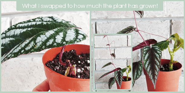 Plant Swap Progress