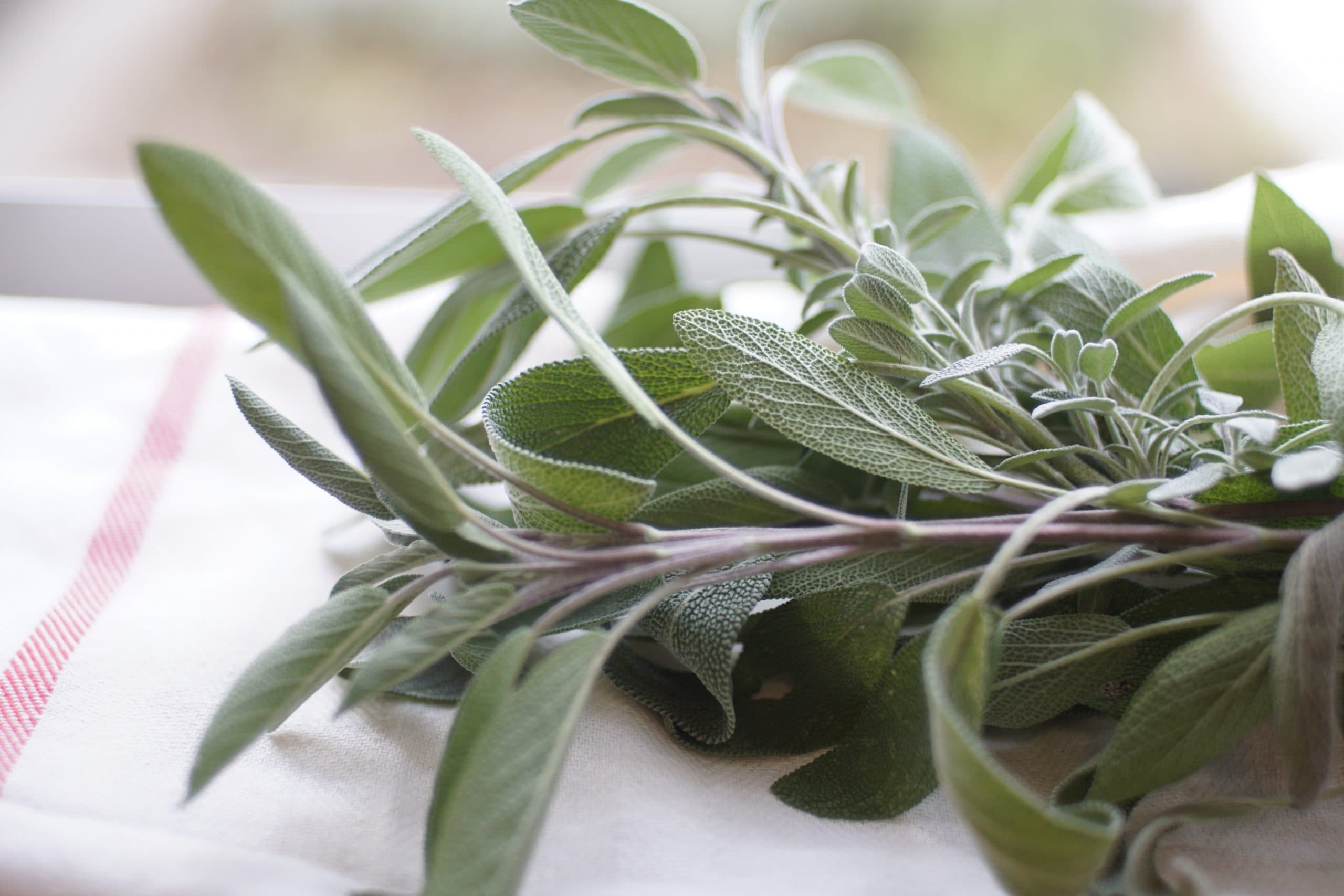 sage leaves