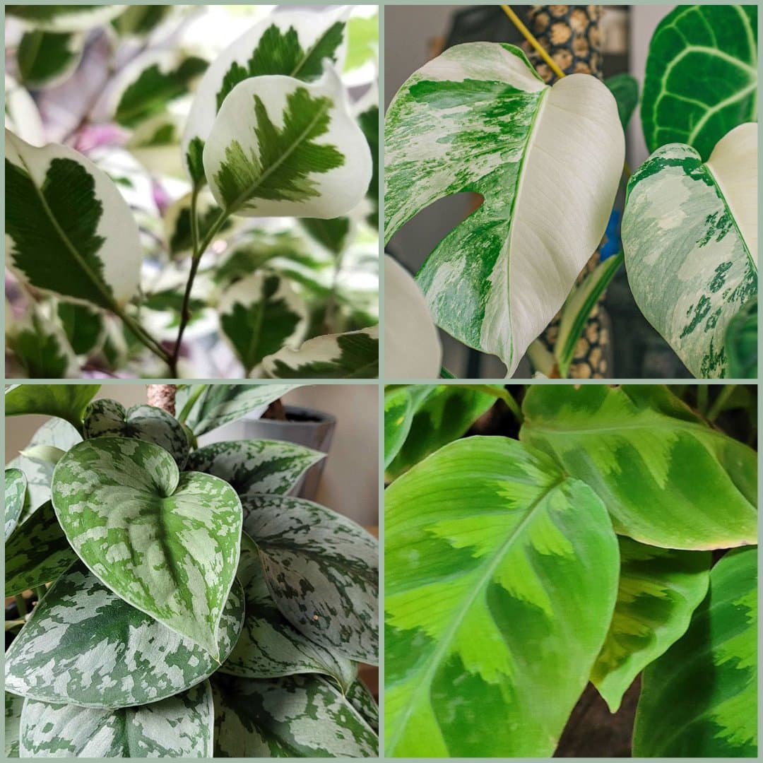 variegation in plants