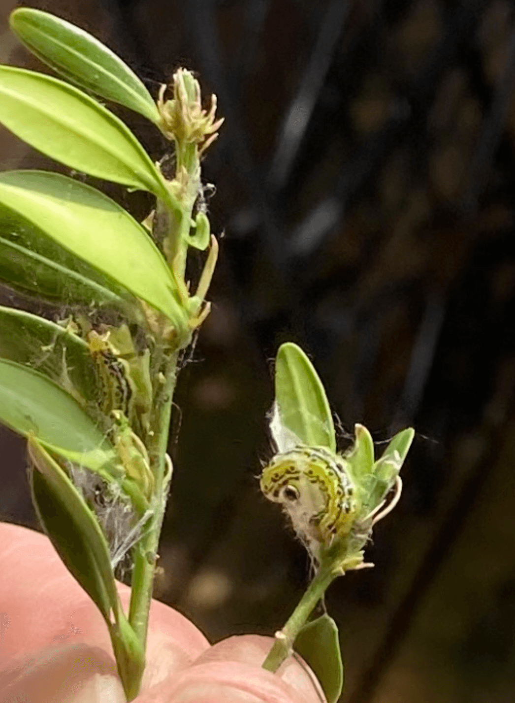box tree moth on plant