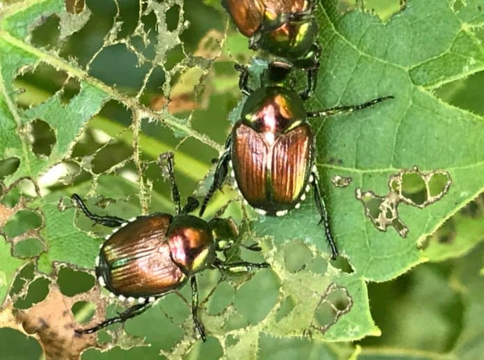 Japanese Beetles