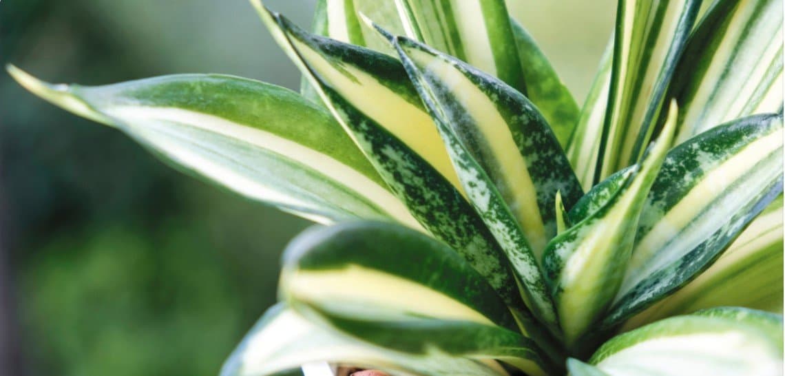 Snake Plant
