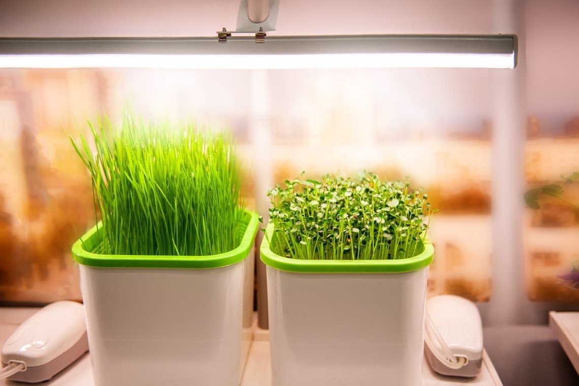 LED Grow Lights over plants