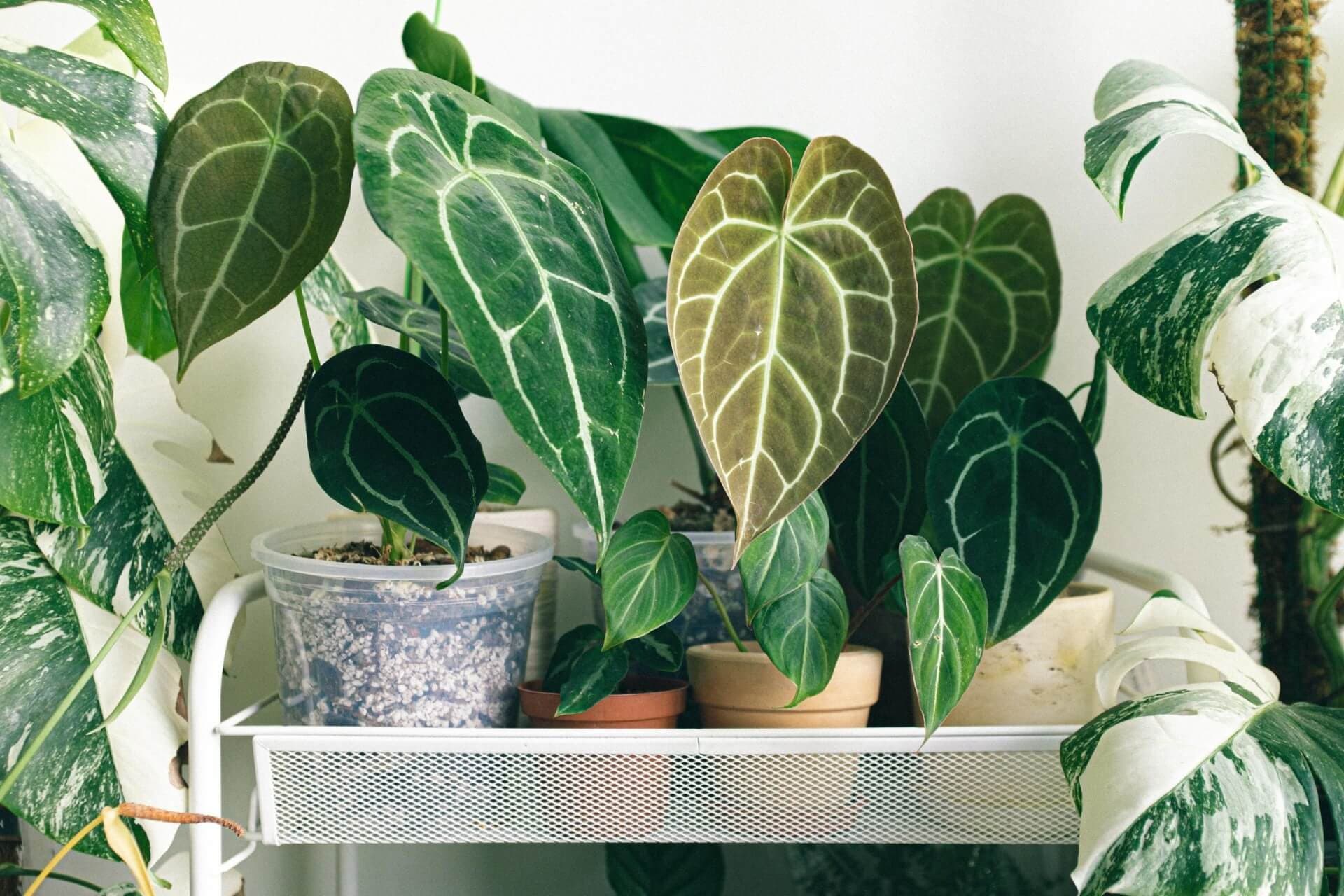 monstera plants by huyphan2602 unsplash