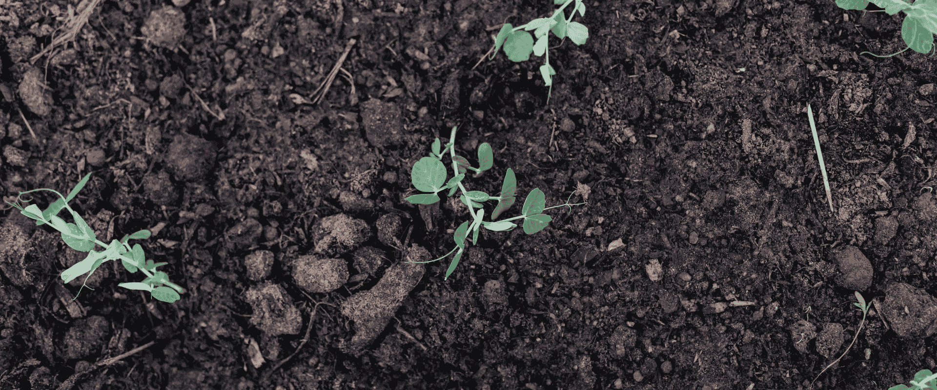 Mastering Seasonal Transitions: Your Complete Guide to Autumn &amp; Spring Garden Shifts
