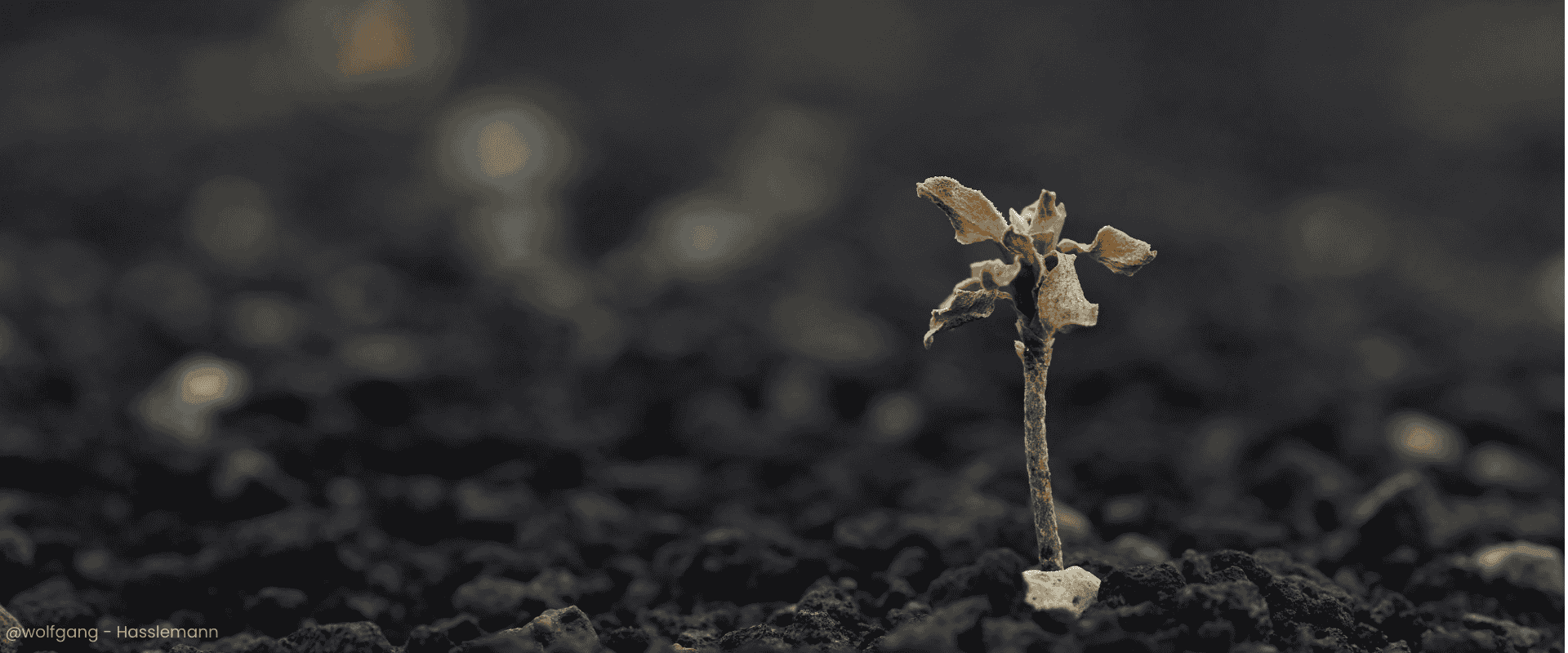 Seed Saving Secrets: How to Build Your Own Garden Legacy