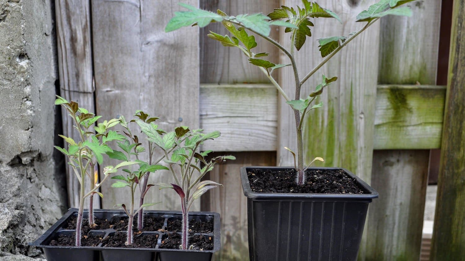 Potting-up tomatoes: why, what, how & when