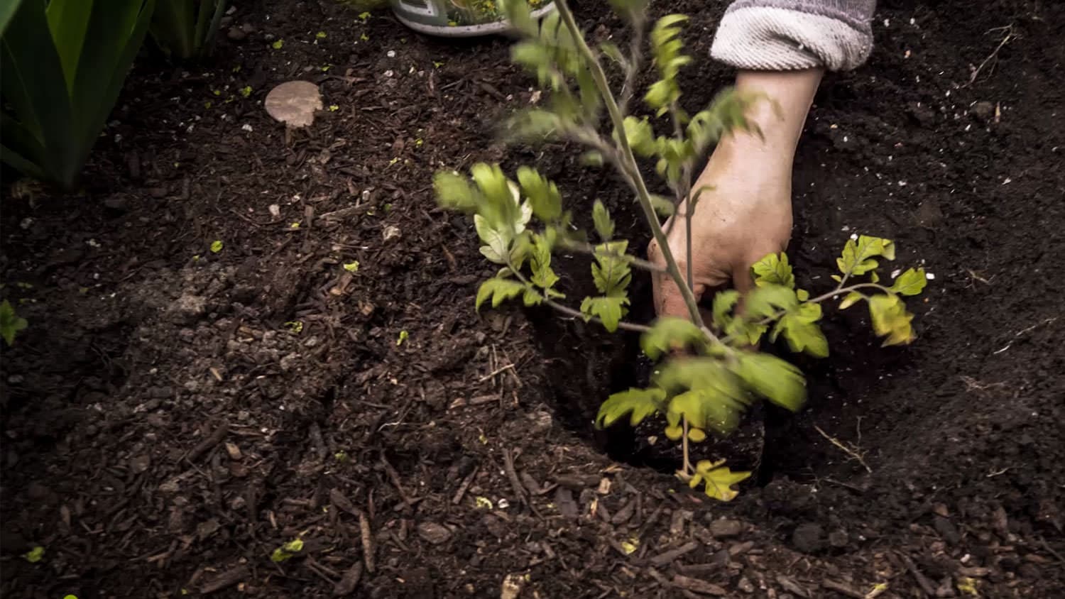 Ten tips for planting tomatoes