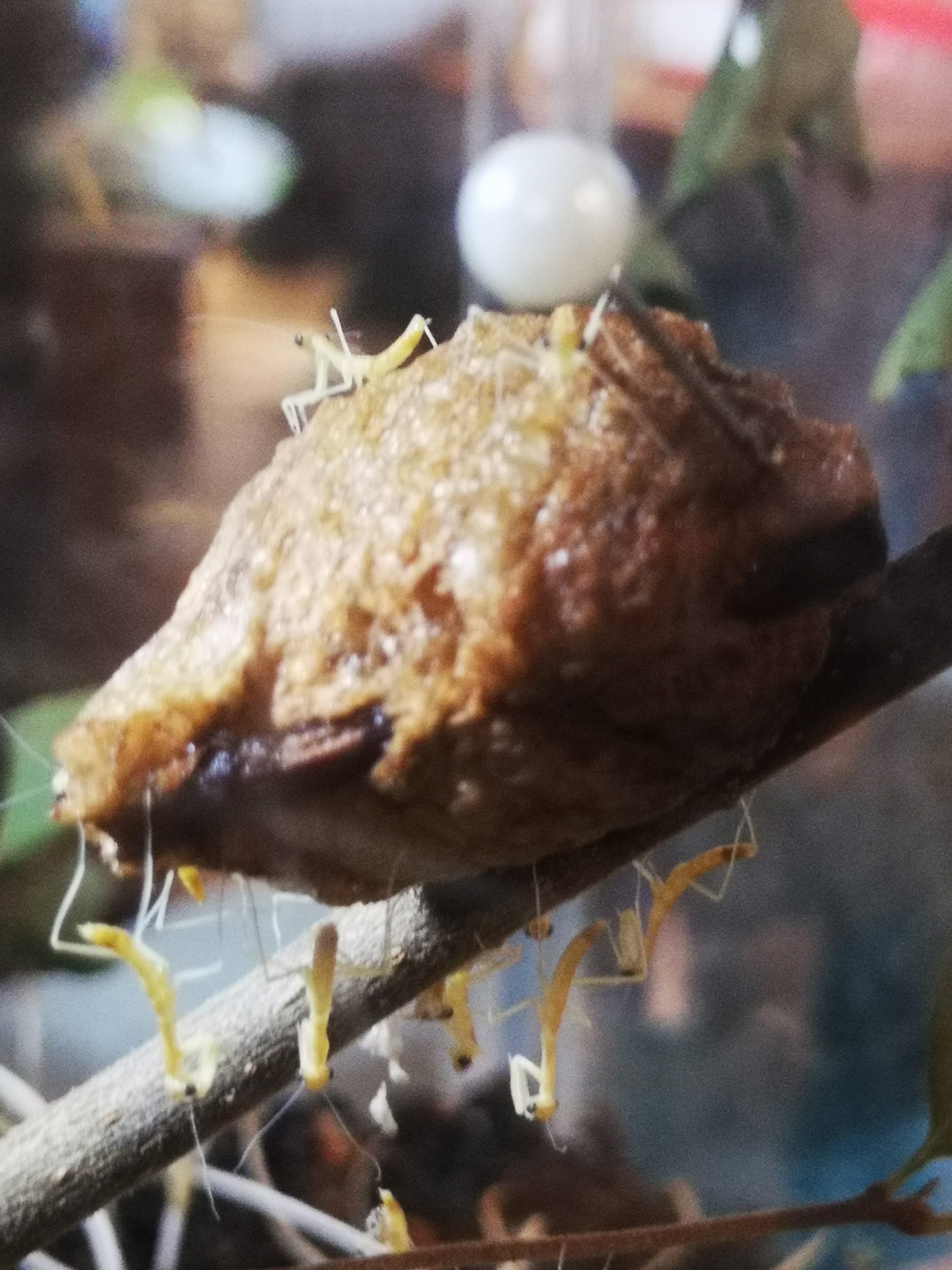 Praying Mantis; Garden Ally or Deadly Assassin?