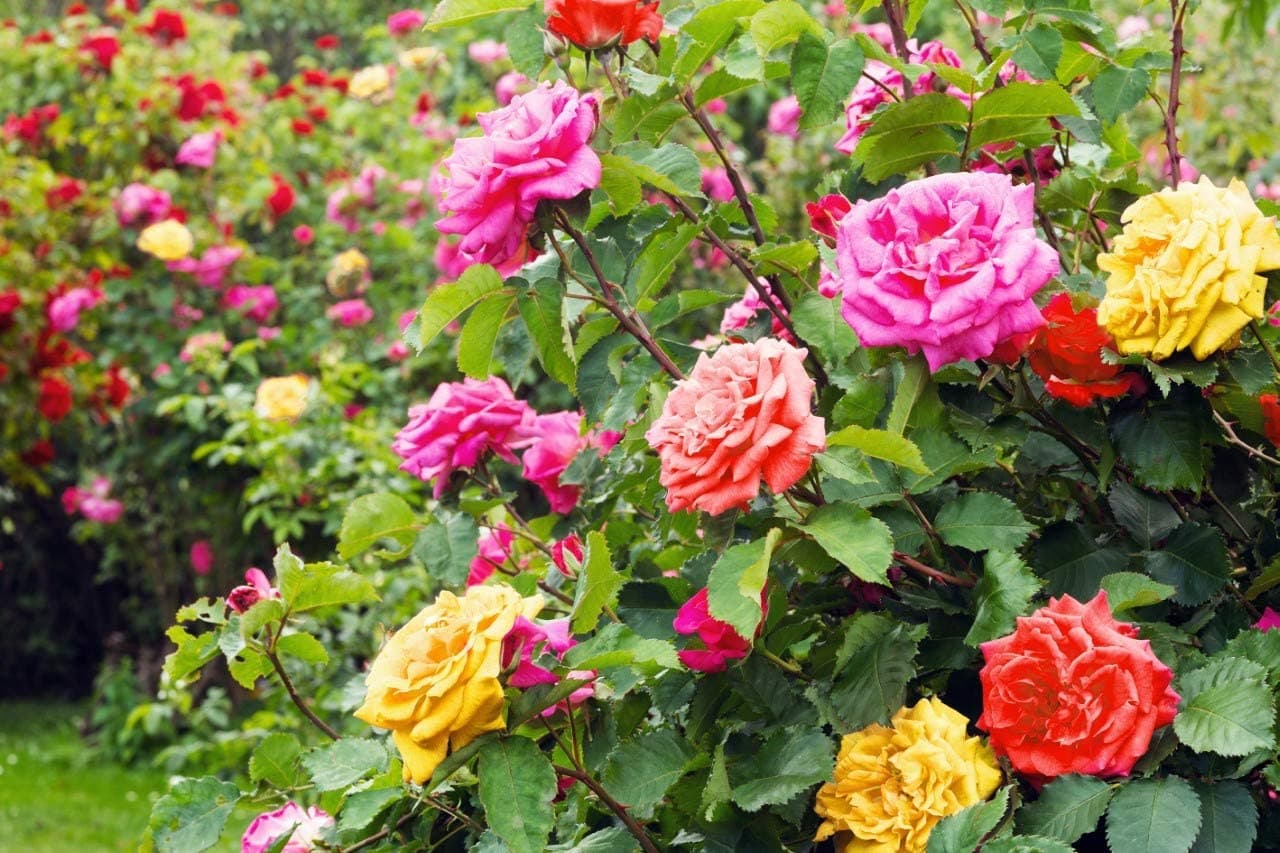 Rose Bush