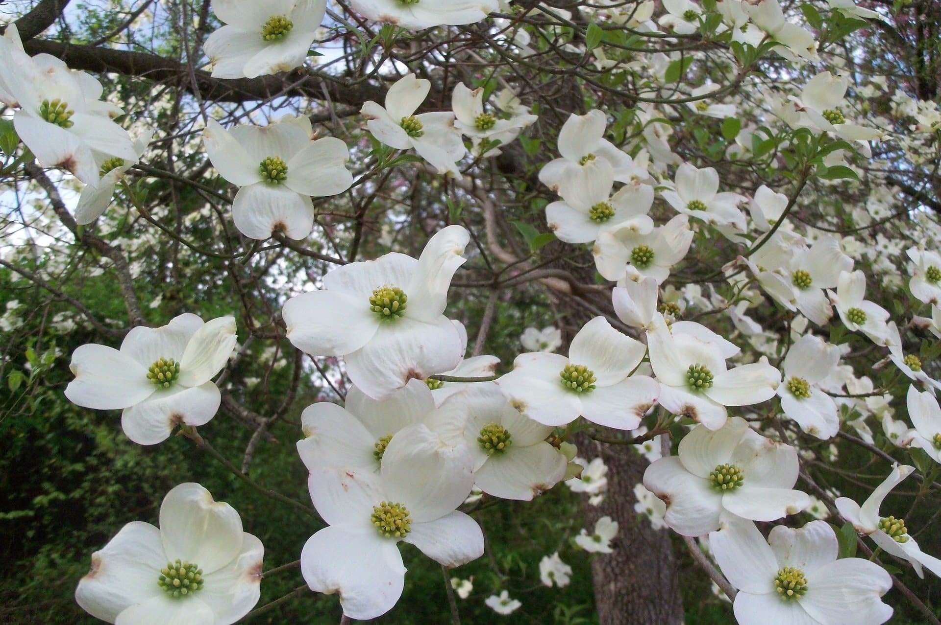 dogwood blossoms