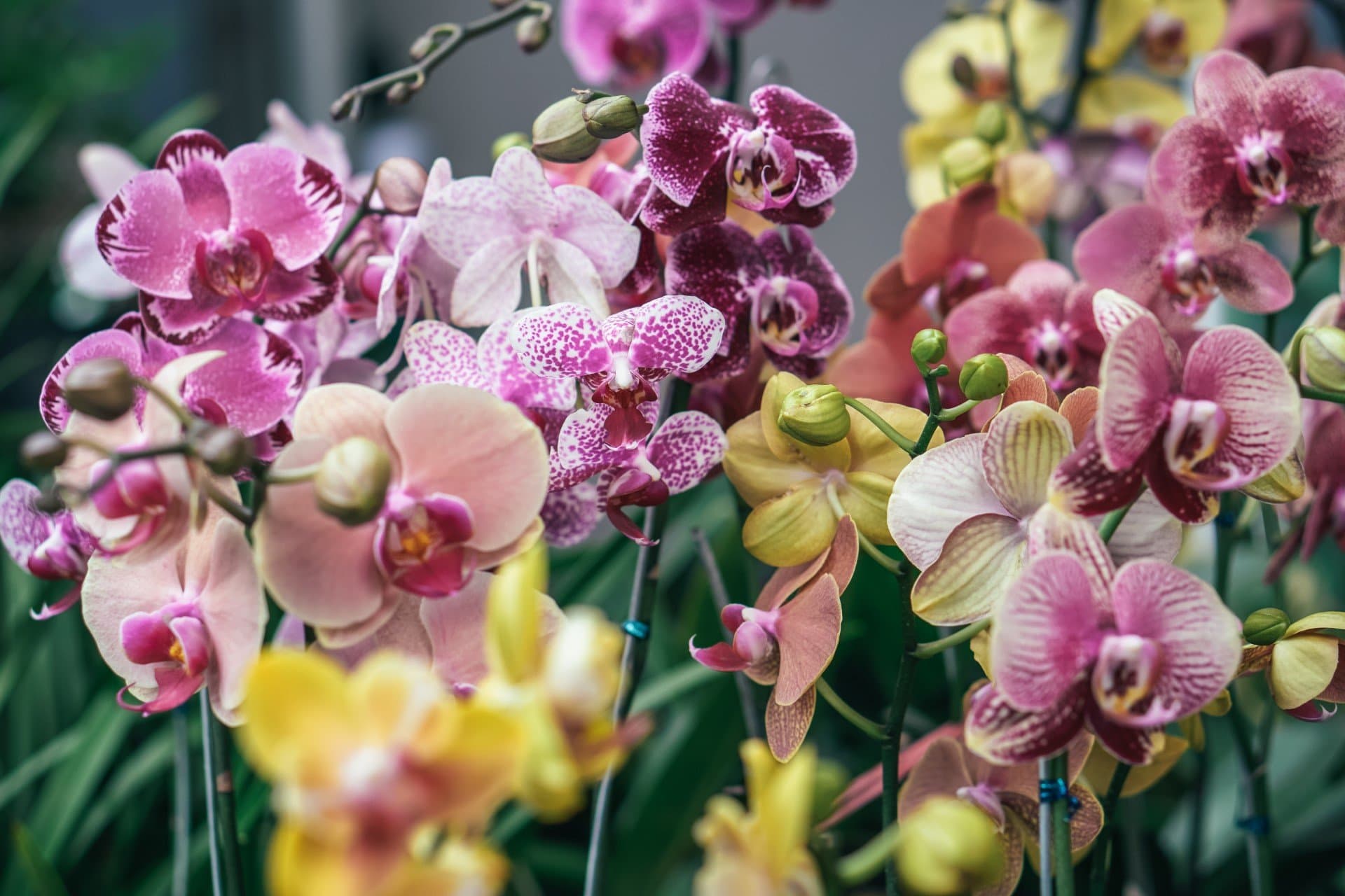 pink and yellow flowers by ardievans on unsplash
