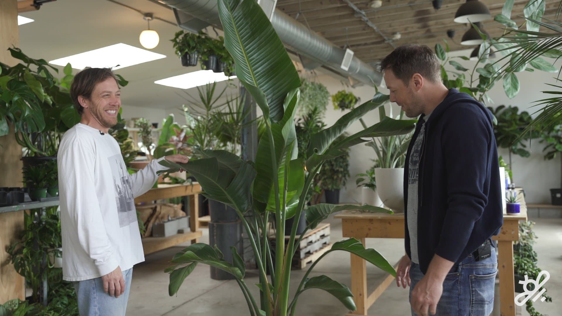How to choose a houseplant